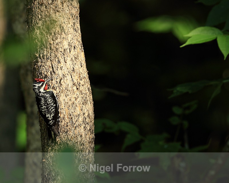 Yellow-bellied Sapsucker (male), Minnesota, USA - Yellow-bellied Sapsucker