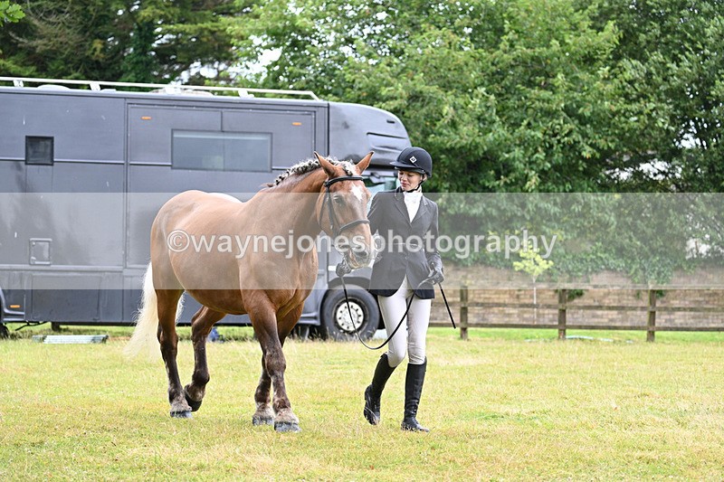 WJ7_6075 - Class 4a Prettiest Mare over 14hh