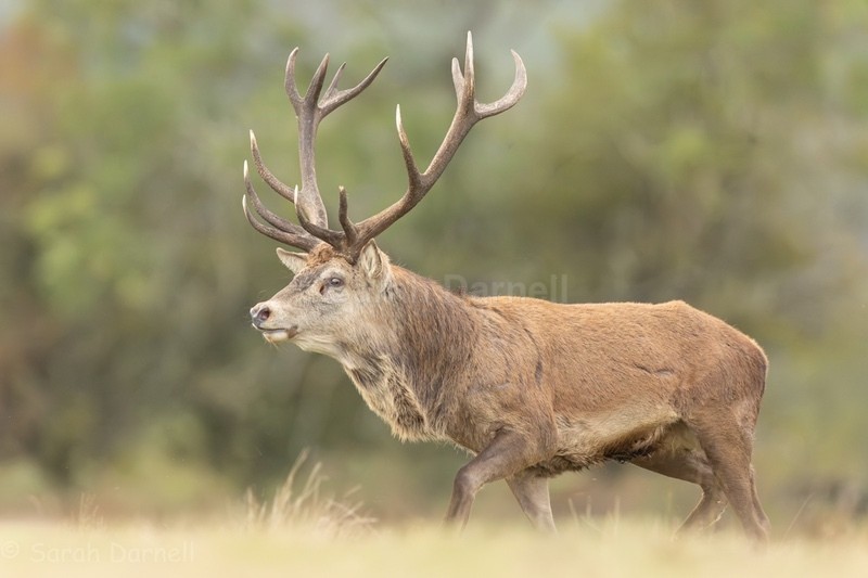 RD18 - Deer for Graham