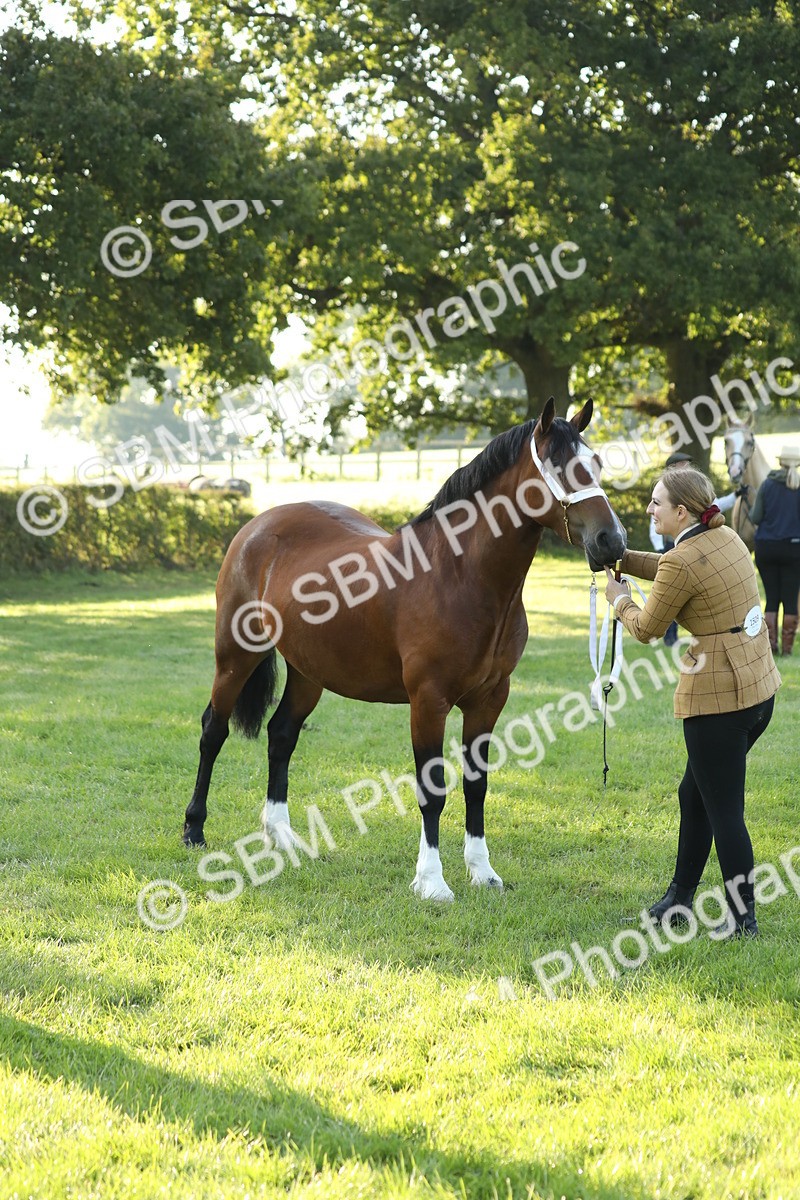 SBM_57956 - S42 - Youngstock