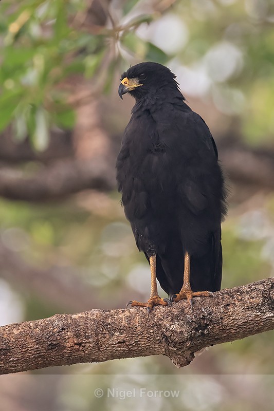 Common Black Hawk perched in tree, Pantanal, Brazil - Common Black Hawk