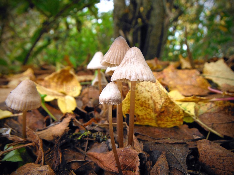  - Wild Flowers,  plants & Fungus photography, Great Britain