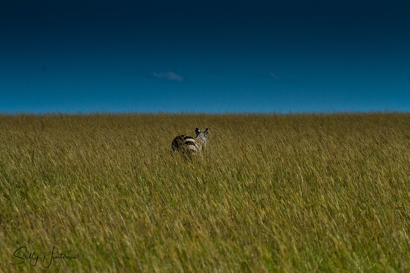 Zebra Alone