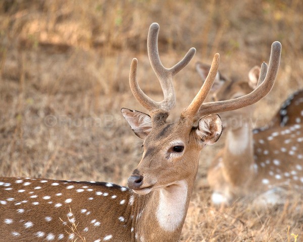 India-176 - Wildlife of India