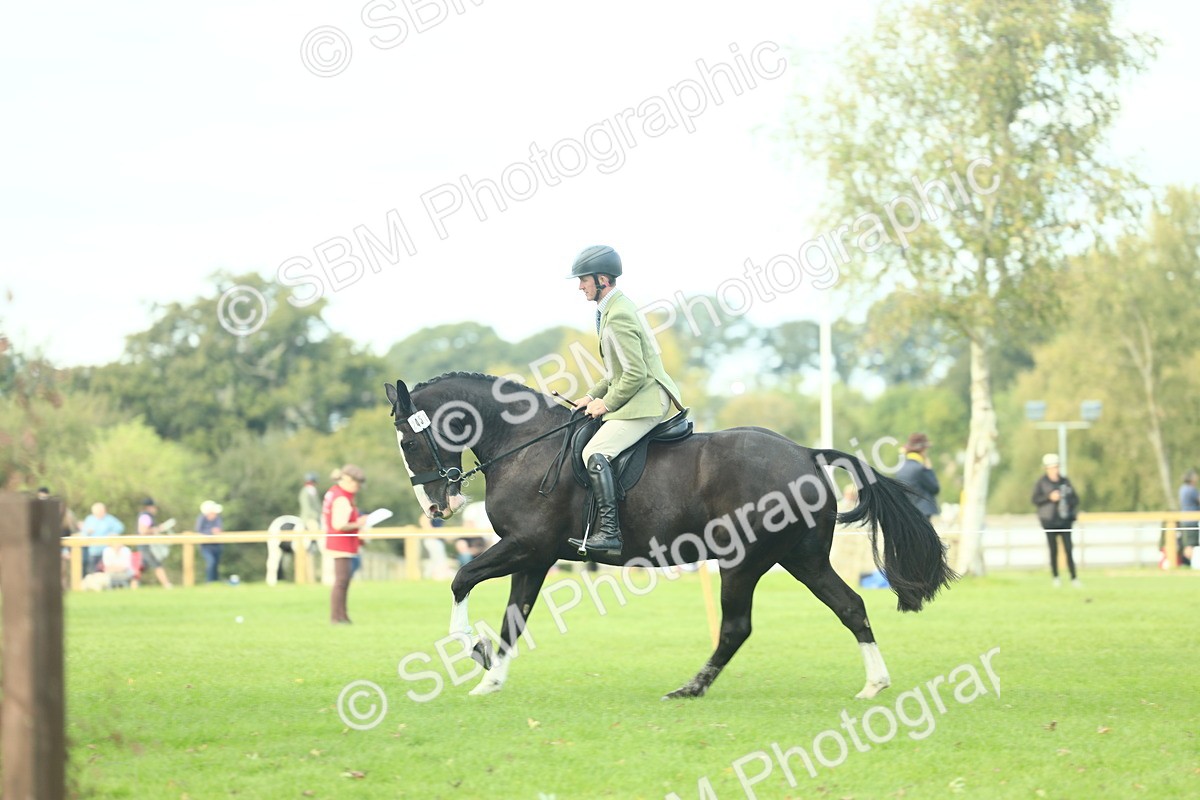 SBM_50758 - S33 - Working Hunter & Working Show Horse