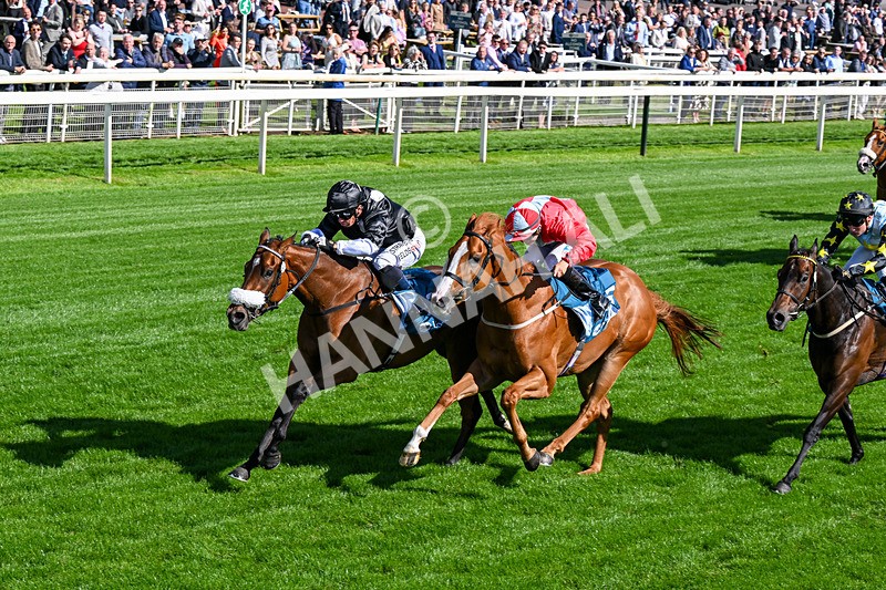 120626-Race 6-Rotokura Belle-0356 - Race 6 16.45pm Dawson Williamson Architects Handicap