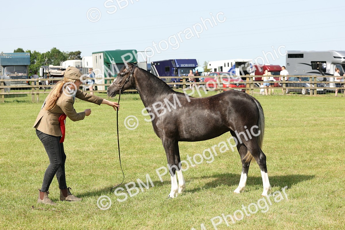 SBM_00789 - Class 6-13 - Mountatin and Moorland In Hand Welsh Breeds