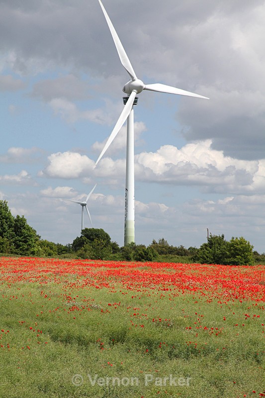 Poppies in Swaffham - UK. Landscapes