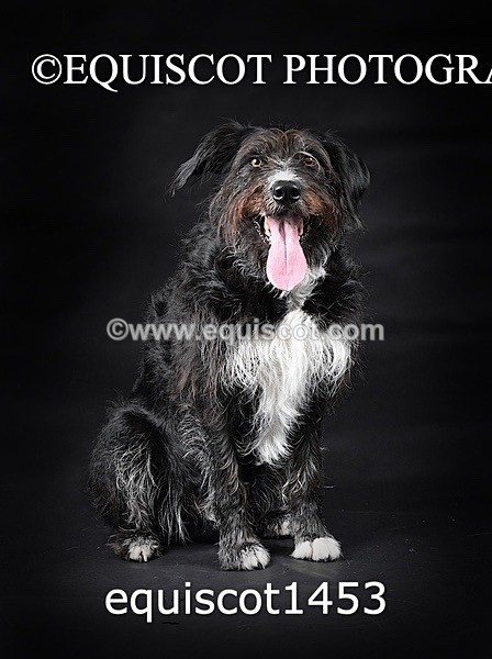 equiscot1453 - RUSSO