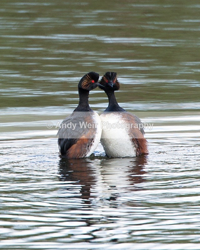 Black Necked Grebe Photograph