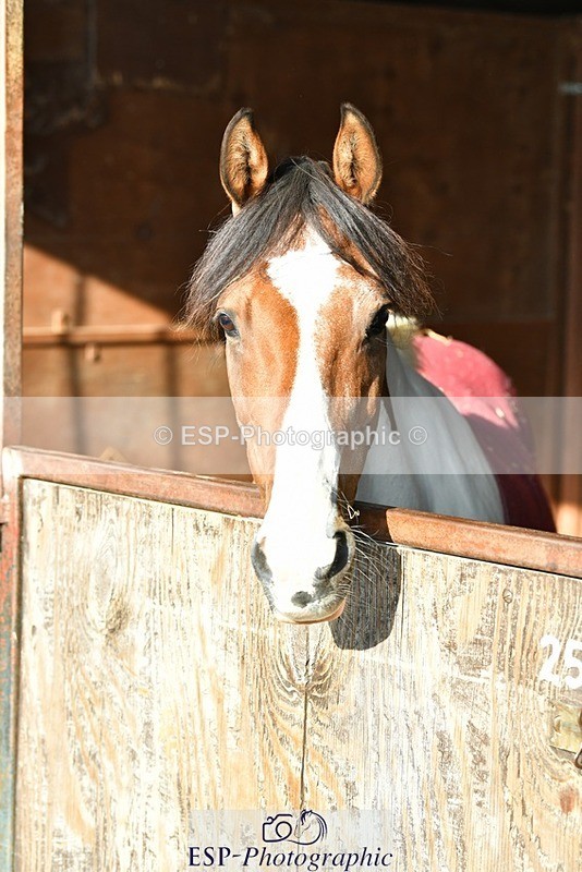 230817-082721-02388 - Stable Shots