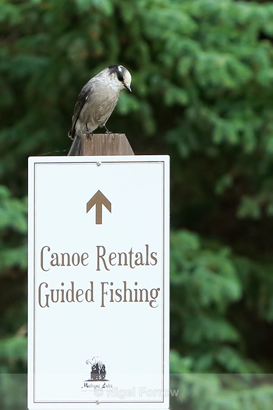 Grey Jay perched on signpost, Maligne Lake, Canada - Grey Jay
