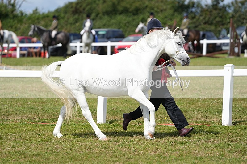 DSC05640 - Class 50: NPS M&M 4 years and over Small Breeds