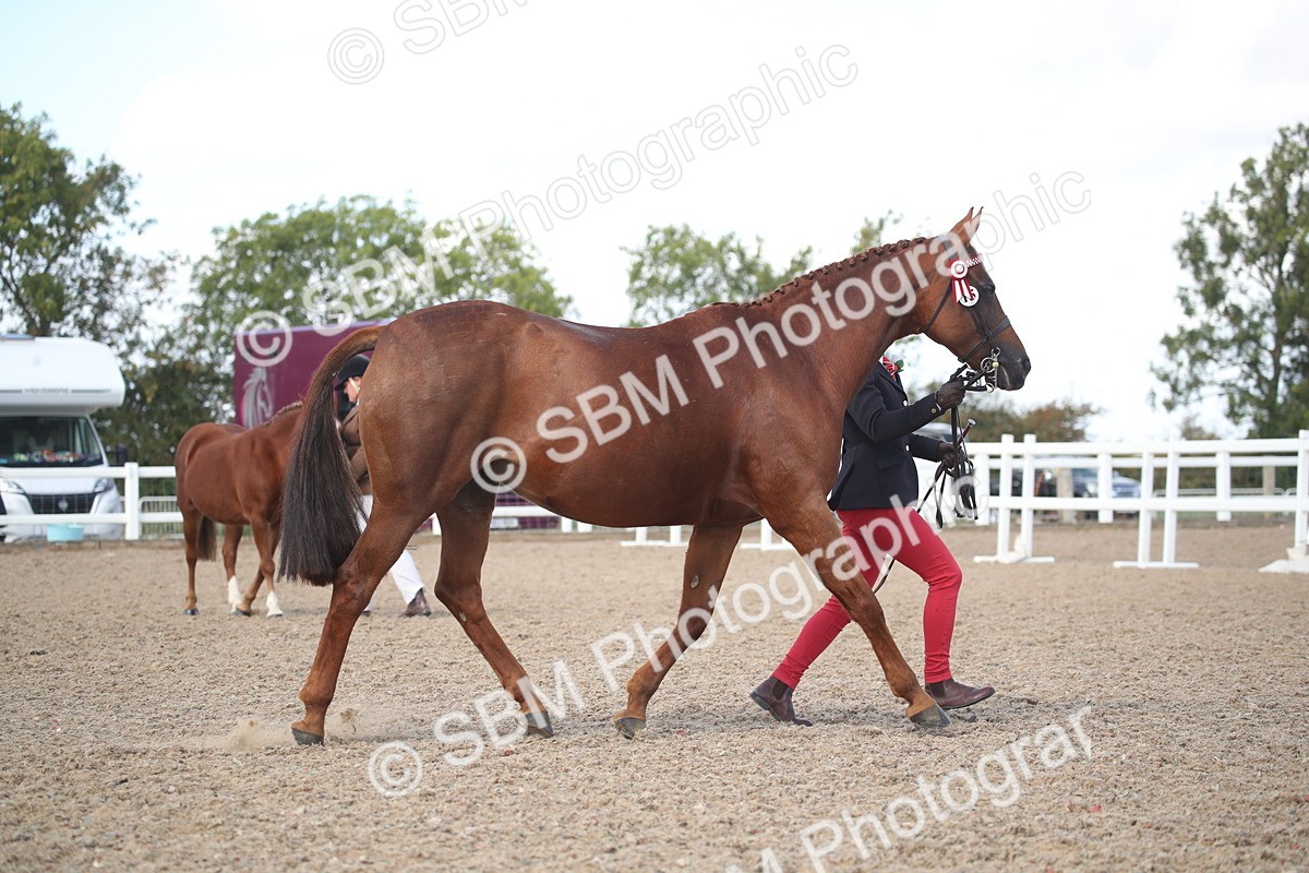 SBM_23120 - Class 606 - 2026 - Area - IH Pre Vet