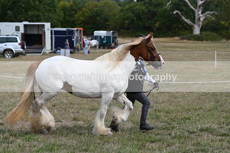 WJ6_6545 - Class 20 In-hand Cob