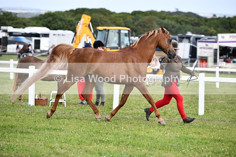 DSC_8445 - Class 69: Pure, Anglo & Part Bred In Hand Arab