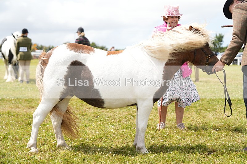 DSC06938 - Class 60: Coloured Pony 4yrs & over