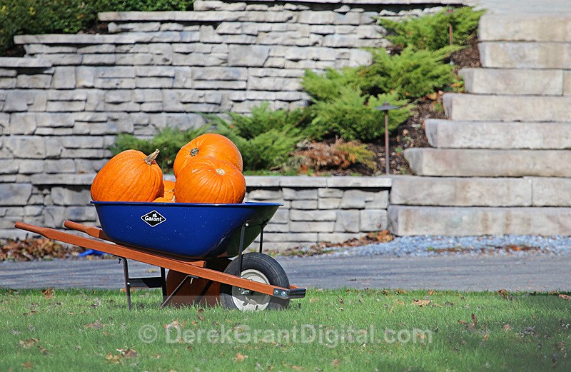 A barrel of Pumpkins - Autumn Festival