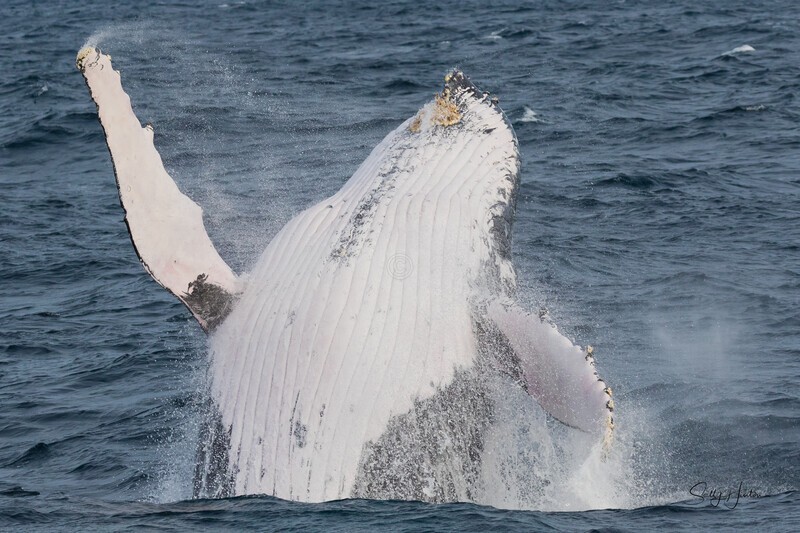 Whale Breach 4 0A3A0371 - Humpback Whales