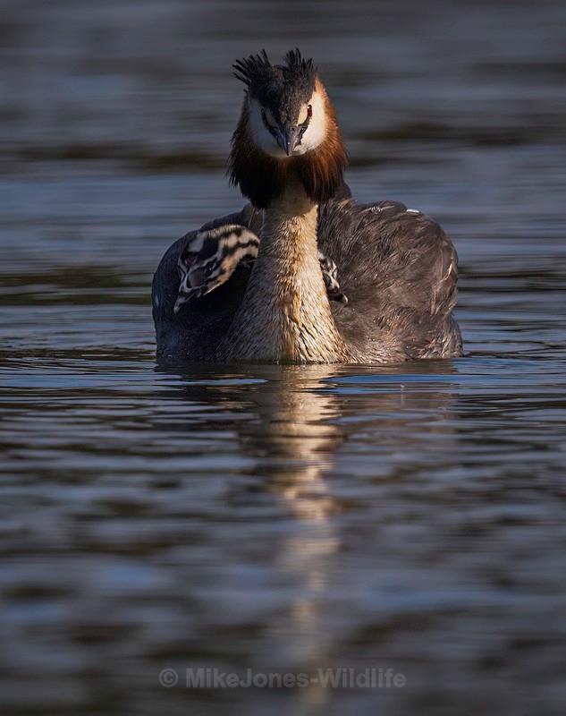 Great Crested Grebe chicks(Humbugs) - Grest Crested Grebe chicks (Humbugs)