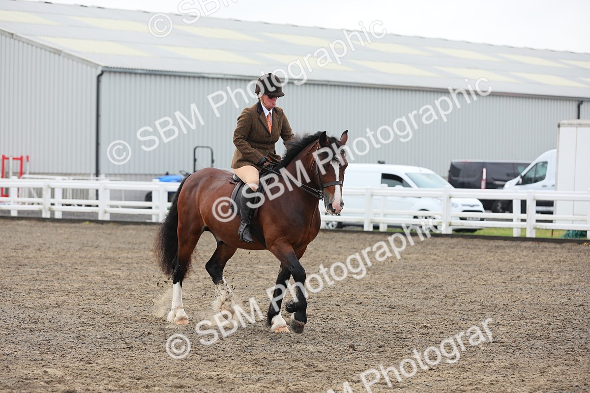 SBM_21364 - Class 805 - Ridden Veteran Horse