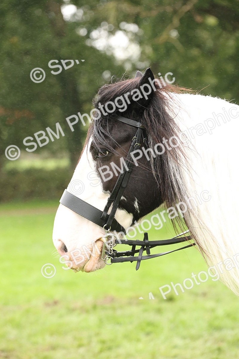 SBM_72802 - S70 - Traditional Cob Ridden