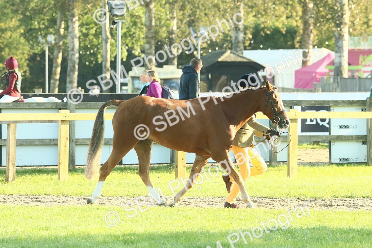 SBM_57399 - S37 - Starters In Hand Showing