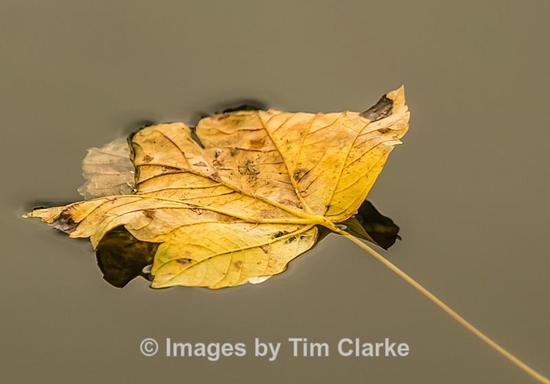 Leaf on water 2837-2-2 - Nature