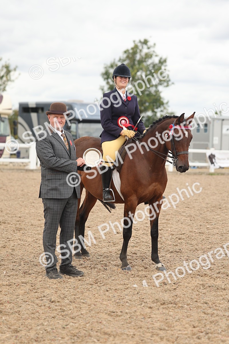 SBM_16066 - Class 311 - Ridden Show pony-Show hunter Pony