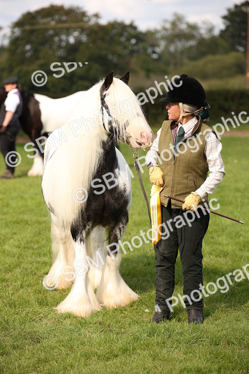 SBM_62318 - S55 - Traditional Cob In Hand