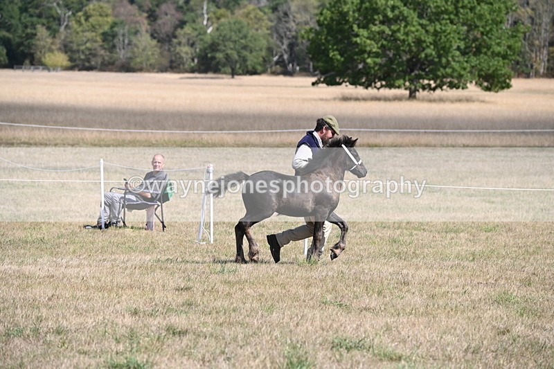 WJ6_5146 - Class 17 Mountain & Moorland