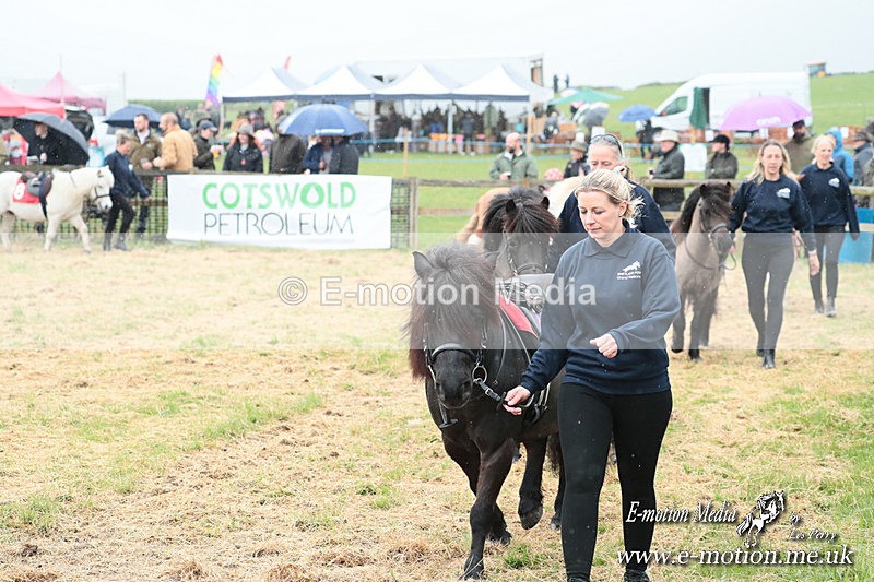 SHETPR 210425 3 - Shetland Ponies Paxford Races 21/04/25