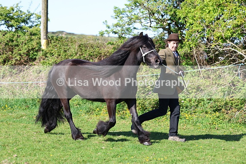 3E7A8568 - Class 13: M & M Large Breeds