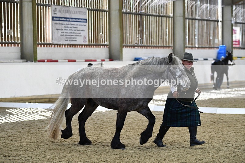 WJ5_4352 - Class 6 In hand M&M - Large Breeds