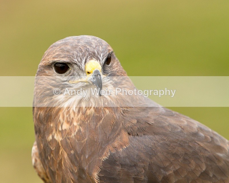20110312-IMG_2045 - Common Buzzard