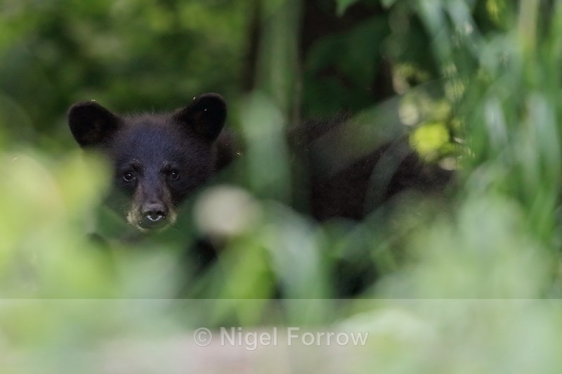 Hidden Black Bear cub, Minnesota, USA - American Black Bear