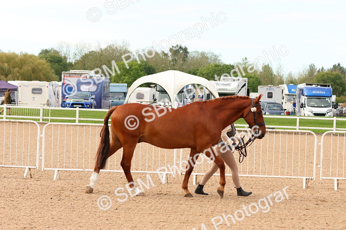 SBM_16581 - Class 702 - IH Show Horse - Pony