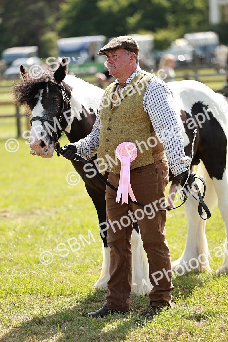SBM_08731 - Class 63-65 - Traditional Gypsy Cobs In Hand & Ridden
