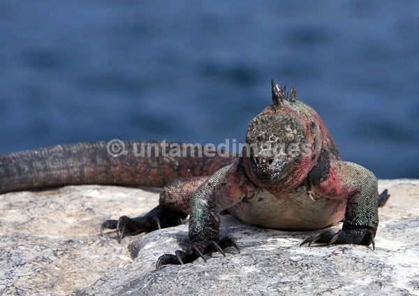 Marine Iguana 2 - Galapágos