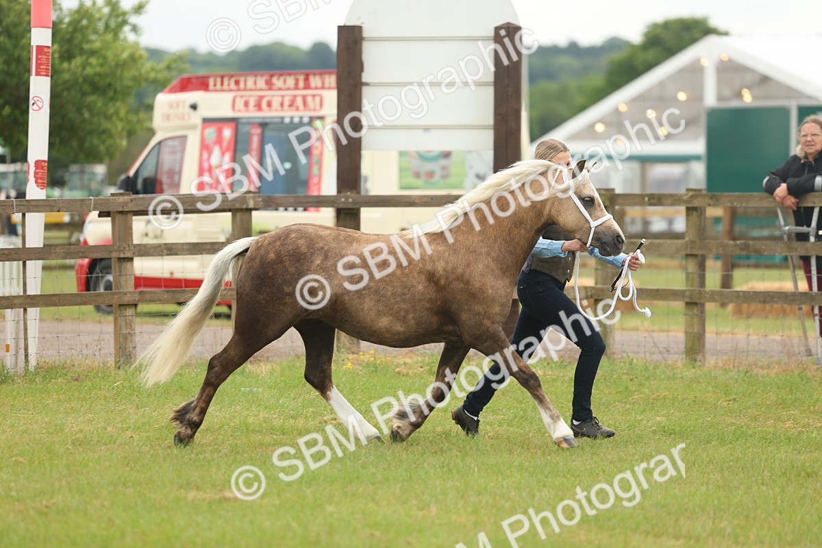 SBM_01541 - Class 50-57 - M&M Welsh Pony In Hand