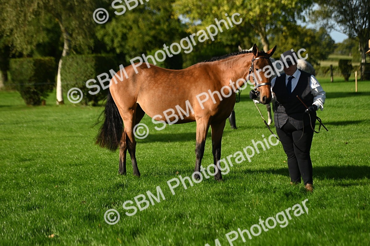 SBM_14776 - S1 - TSR in Hand Horse & Pony Showing