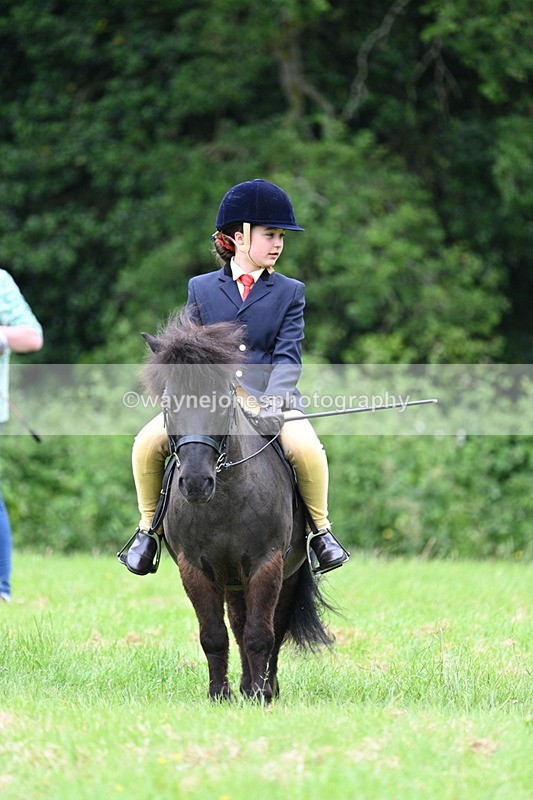 WJ7_4213 - Class 14A Handsome Gelding