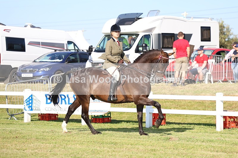 3E7A5317 - Class 2: Rising Star Large Hack/Riding Horse