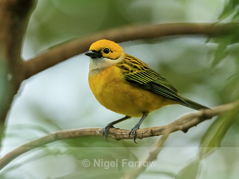 Silver-throated Tanager near feeder, Buena Vista, Costa Rica - Silver-throated Tanager