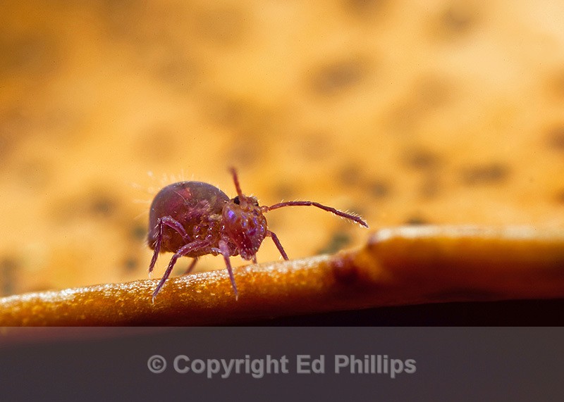 Dicyrtoma fusca - Dicyrtoma fusca