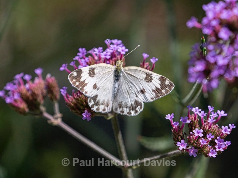 Eastern Bath white ( Pontia edusa) - Ten Metres from Home 2021