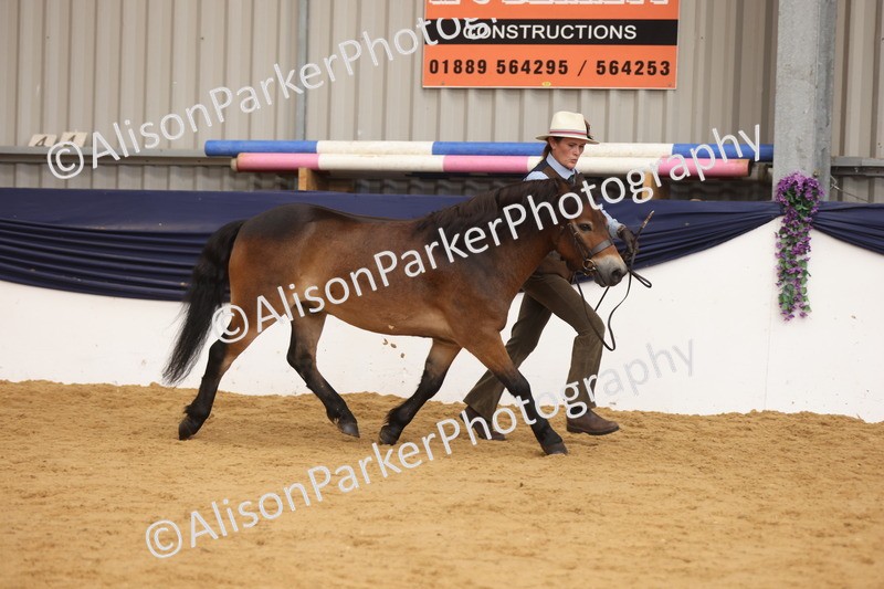 20260913-1696 - Class 115 - Gelding 4years and over