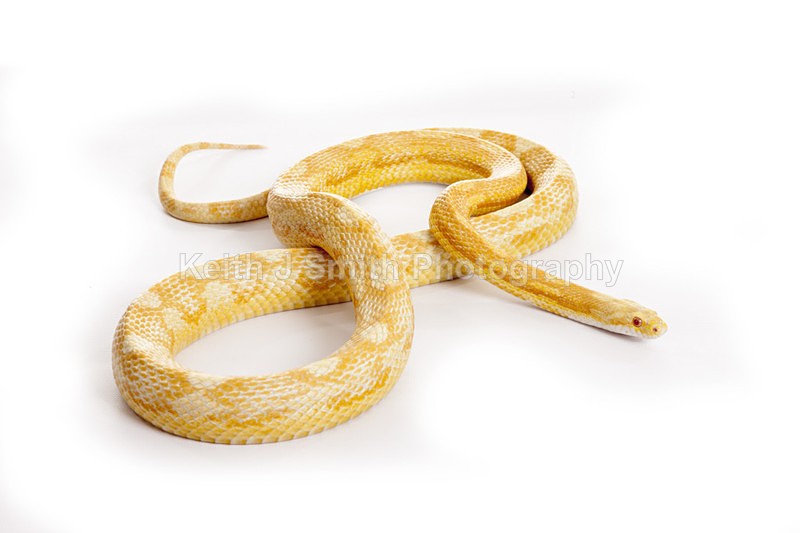 2SKJ8933 - Roaming Reptile Show. II