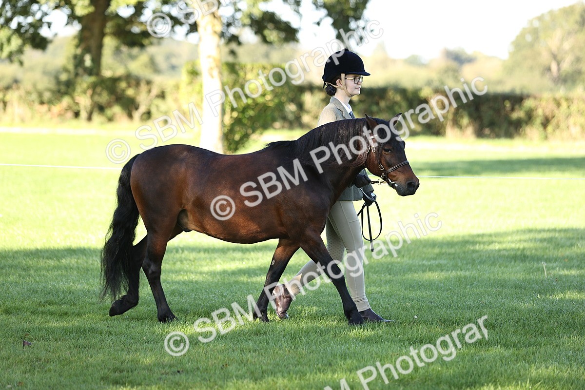 SBM_15852 - S1 - TSR in Hand Horse & Pony Showing
