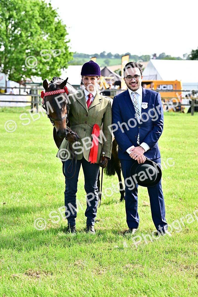 SBM_01005 - Class 46-49 - Arab and Part Bed-Anglo Arab In Hand